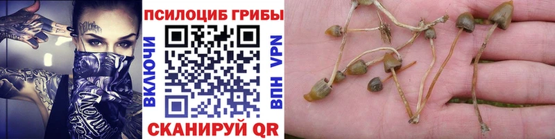 Галлюциногенные грибы Psilocybine cubensis Красавино